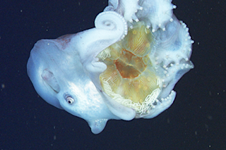 Haliphron_eye_jelly_370.png