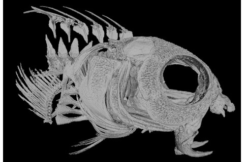 fang-blenny-1024x700.jpg