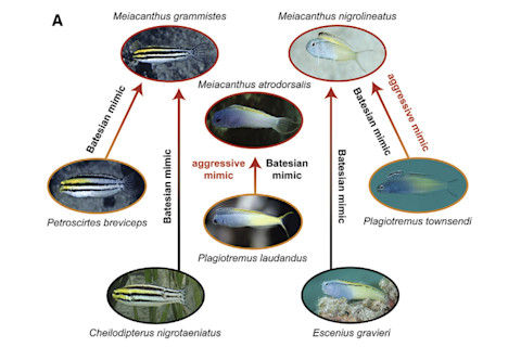 Blenny_mimicry_figure.png
