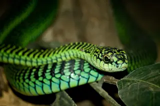 1024px-Dispholidus_typus.jpg