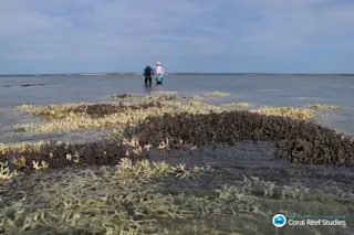 Surveying-dead-coral-in-shallow-waters-at-Cygnet-Bay-Western-Australia-April-2016-Credit-Chris-Cornwall-1024x768.jpg