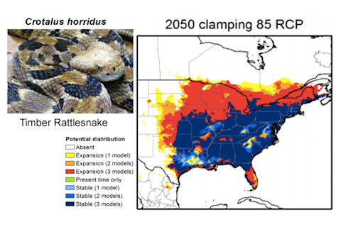 timber_rattlesnake_worst-case_climate_change.png