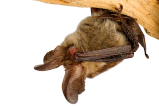 bat_facepalm_crop-1024x707.png