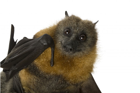 fruit_bat_face-1024x685.jpg