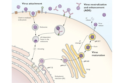 virusDiagram.jpg