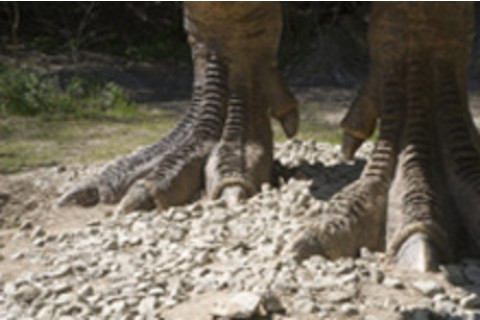 dino.JPG