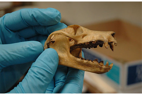 Fruit-bat-skull.jpg