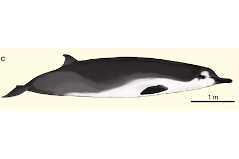 Spade_toothed_whale.jpg