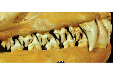 Leopard-seal-teeth.jpg