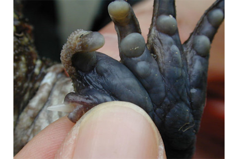 Frog_thumb_spike.jpg