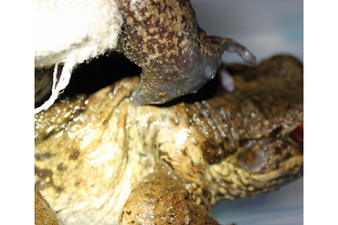 Frog_spike_mating.jpg