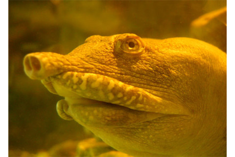 Chinese-soft-shell-turtle.jpg