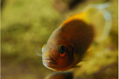Daffodil_cichlid.jpg