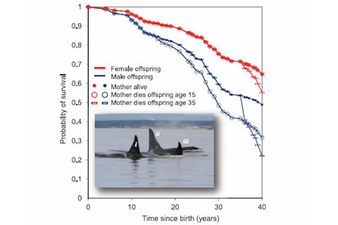 Orcas.jpg