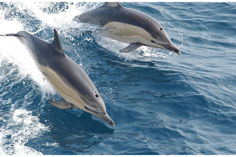 Common_dolphins.jpg