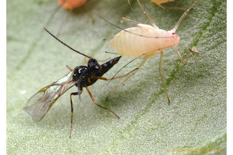 A.ervi_pea_aphid.jpg