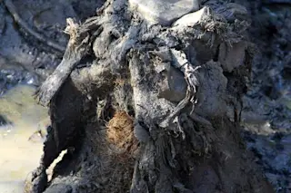 Frozen Mammoth