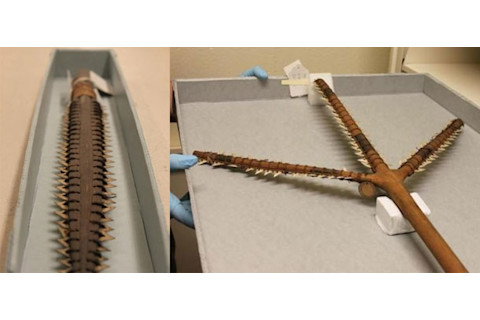 Shark_teeth_weapons.jpg
