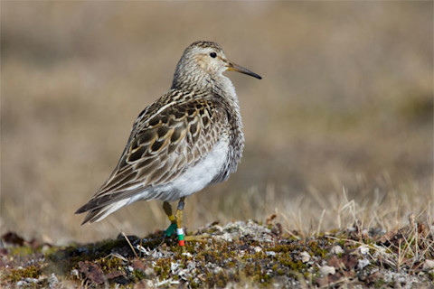 Pectoral_sandpiper.jpg