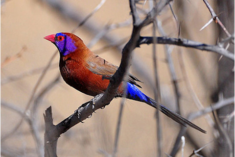 Violet_eared_waxbill.jpg