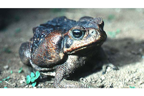 Cane_Toad.jpg