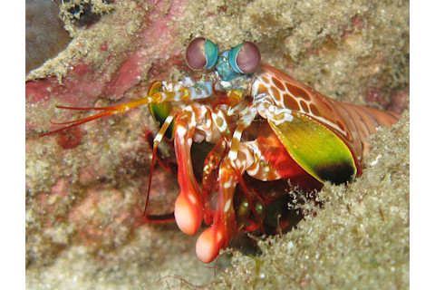 Mantis_shrimp1.jpg