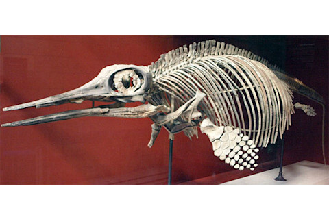 Ichthyosaur.jpg