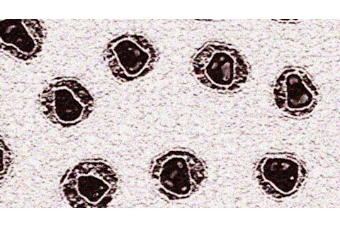 Retroviruses.jpg