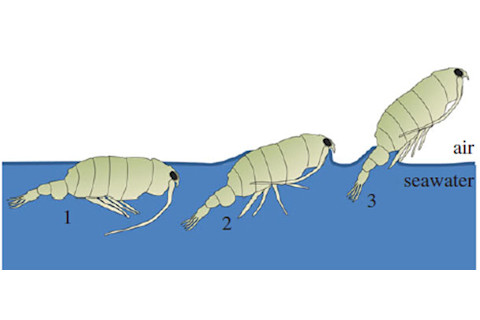 Flying_copepod.jpg