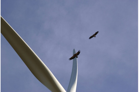 1.10214_Vultures.jpg