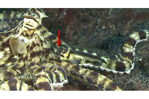 Jawfish_mimic_octopus.jpg