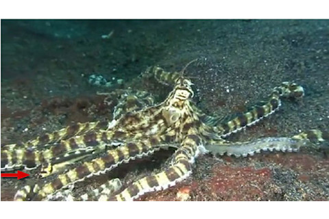 Jawfish_mimic_octopus2.jpg