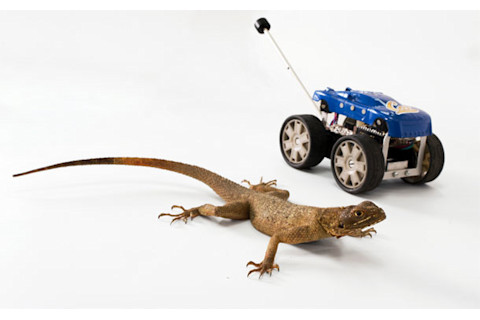 Agama_Agamabot.jpg