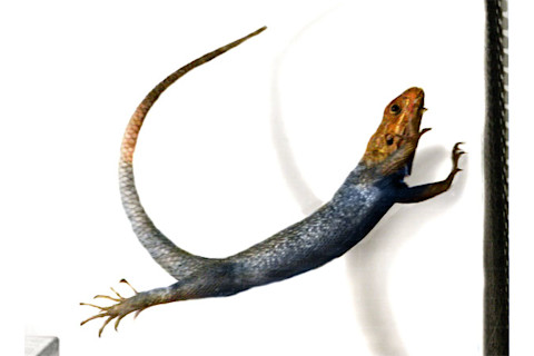 Air_agama.jpg