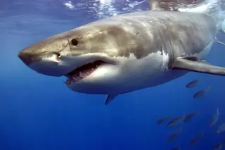 Great White Shark