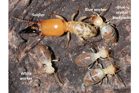 Suicide_backpack_termites.jpg