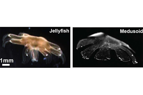 Artificial-Jellyfish.jpg