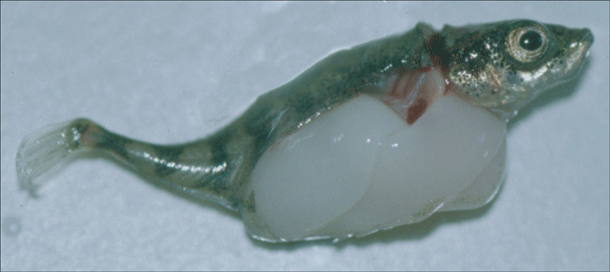 Stickleback_tapeworm.gif