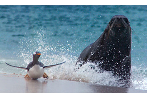 Frozen-Planet-penguin-sea-007.jpg