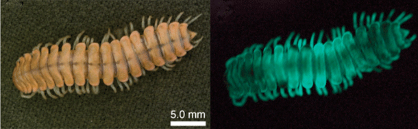 Glowing-millipedes.gif