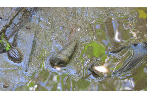 Horn-snails.jpg