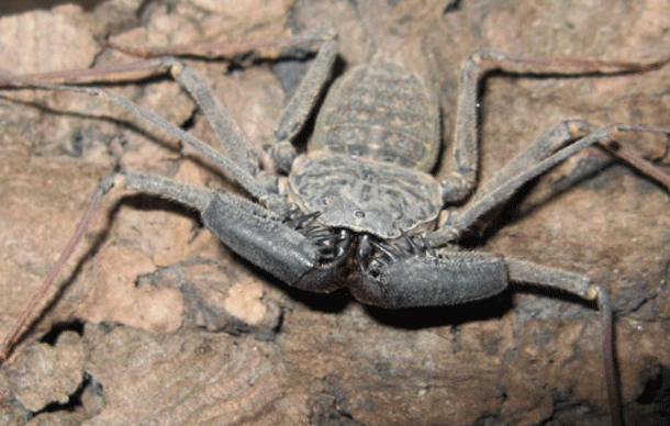 Whip_spider.gif