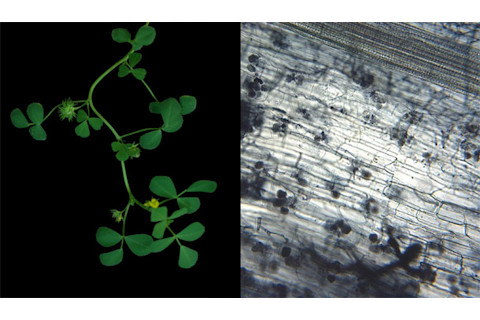 Plant_fungi.jpg