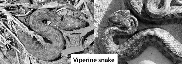 viperine_snake.gif
