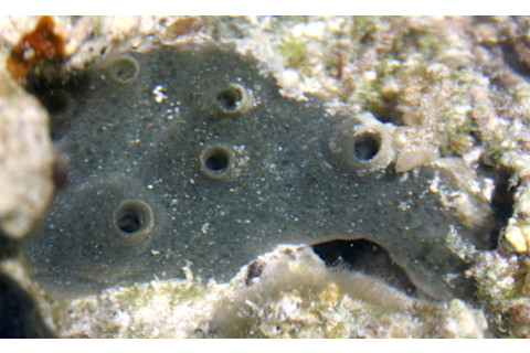 Sponge.jpg