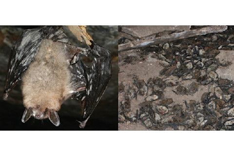 Bat_extinction.jpg