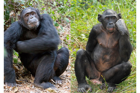 Bonobo_chimp.jpg