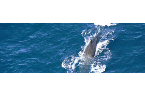 Sperm_whales.jpg