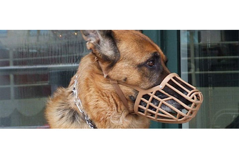 Muzzled_watchdog.jpg