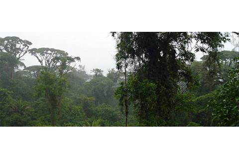 Costa_Rica_rainforest.jpg